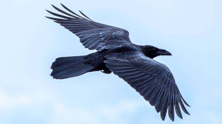 2024 Der Flug des Raben HP3
